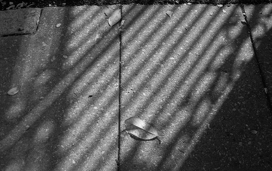 Diagonal Shadows and a Leaf on Concrete Sidewalk.